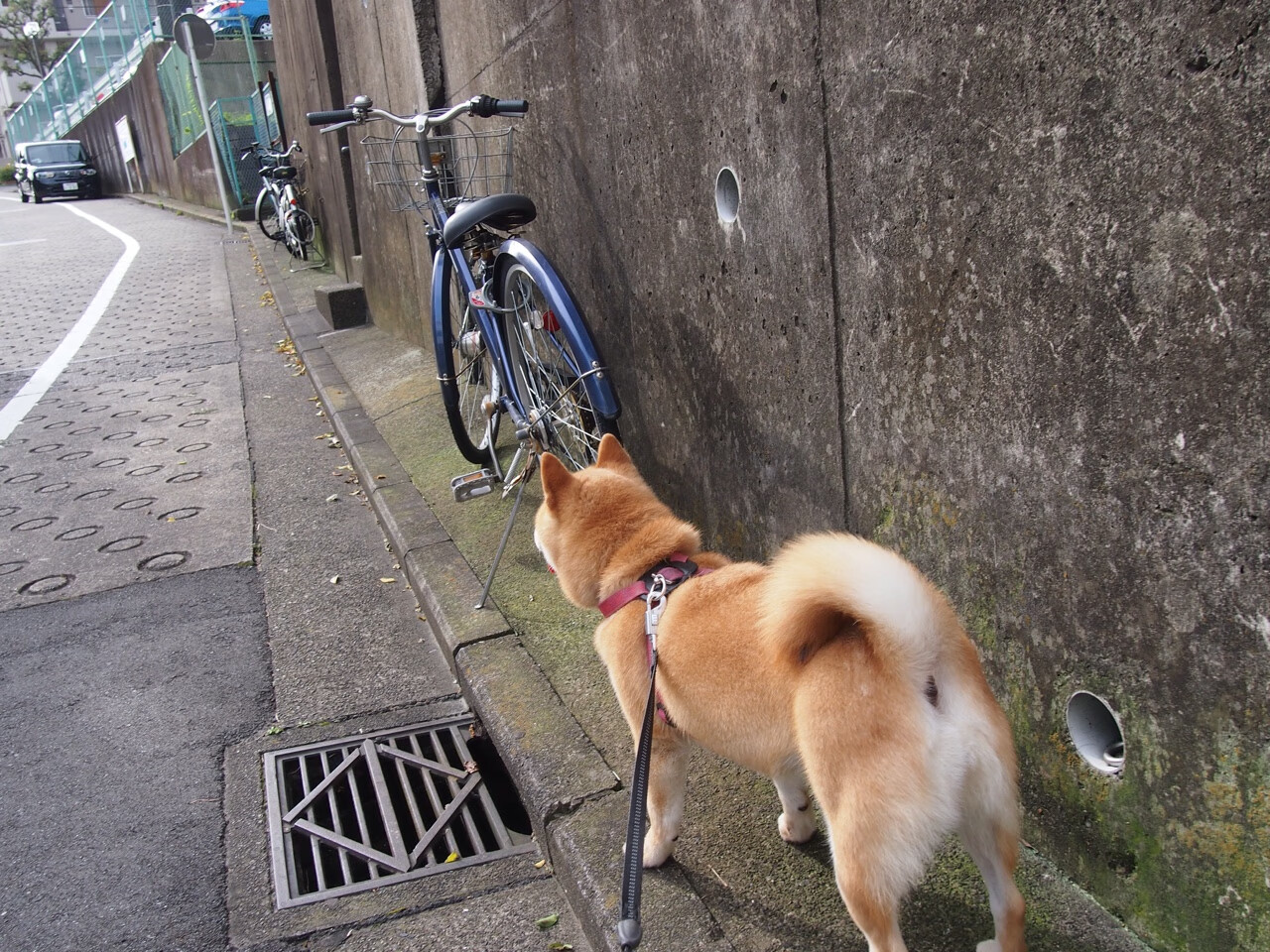 开云体育app-穿越时空的对决，当文班亚马的数据爆炸，预见奇才淘汰广厦的必然