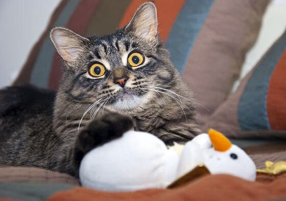 城市即赛道，当西亚卡姆在数据狂飙之夜上演「赛道超车」