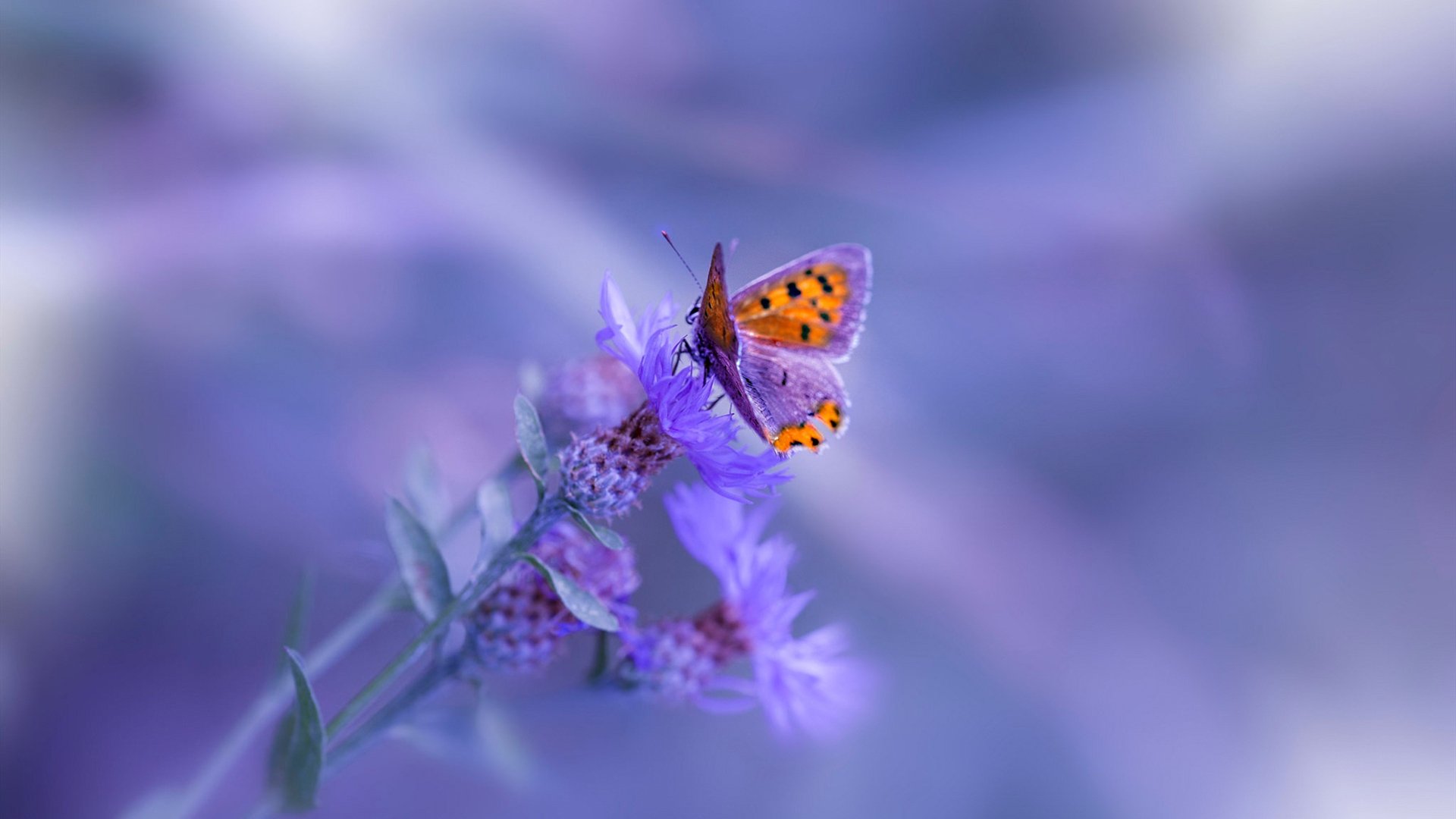 开云体育入口-新王加冕夜，开拓者沉稳破鹰阵，拉梅洛手术刀式切割决胜比赛