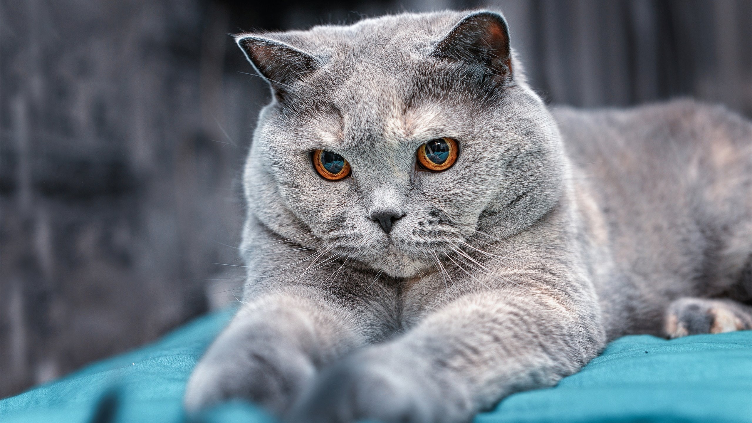 开云体育APP下载-历史第一！詹姆斯封神夜，骑士掀翻凯尔特人创造奇迹