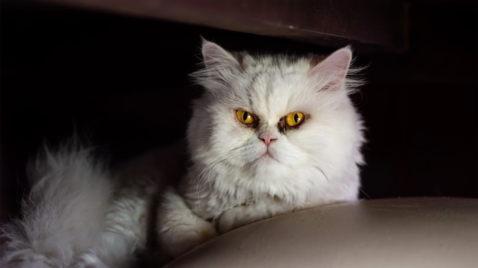 冰与火的对决,灰熊团队火力打穿活塞,哈利伯顿逆境展现巨星价值