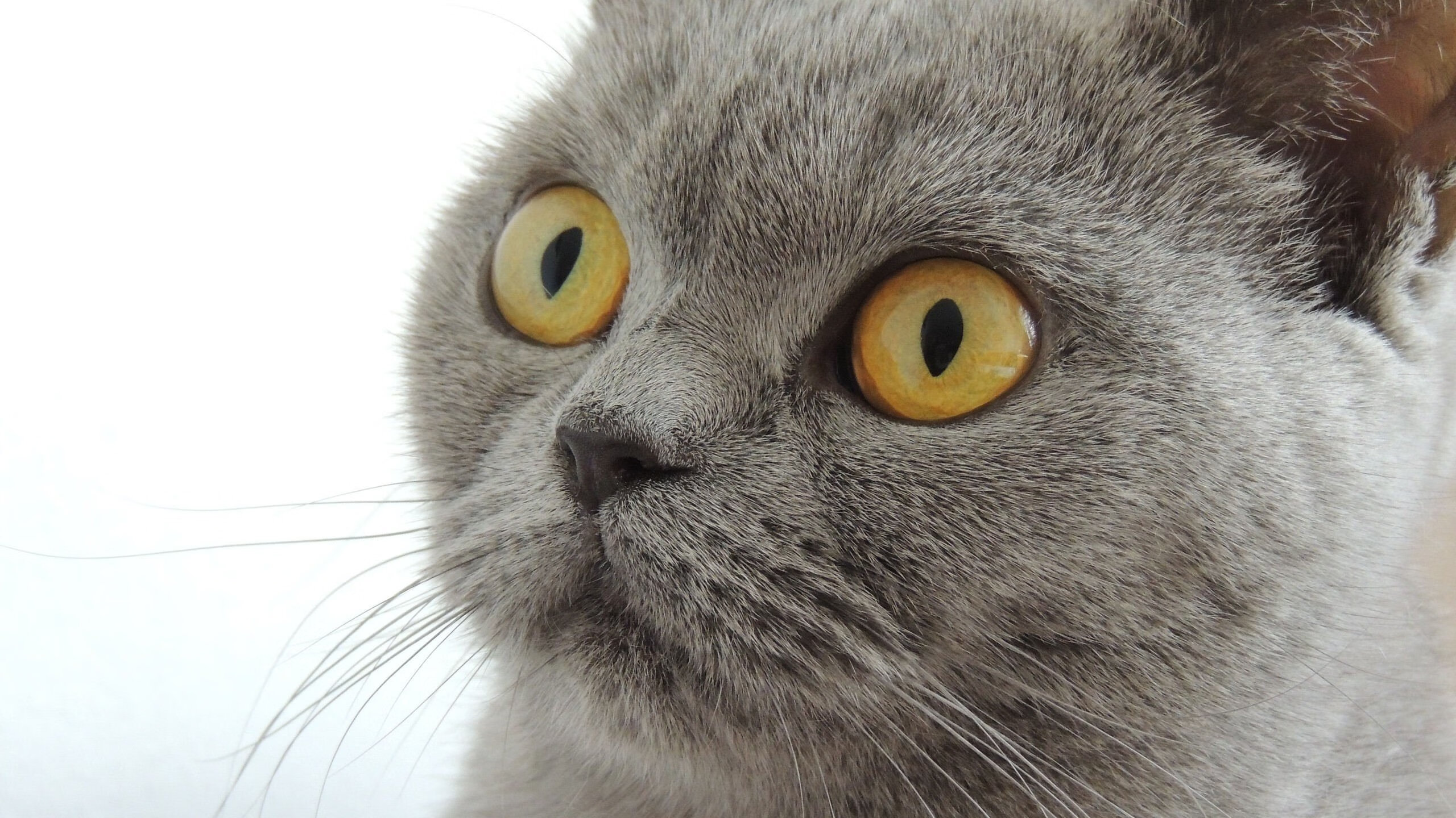 旧王与新神，当浙江加时决胜广东，莫兰特在F1赛道踩下油门