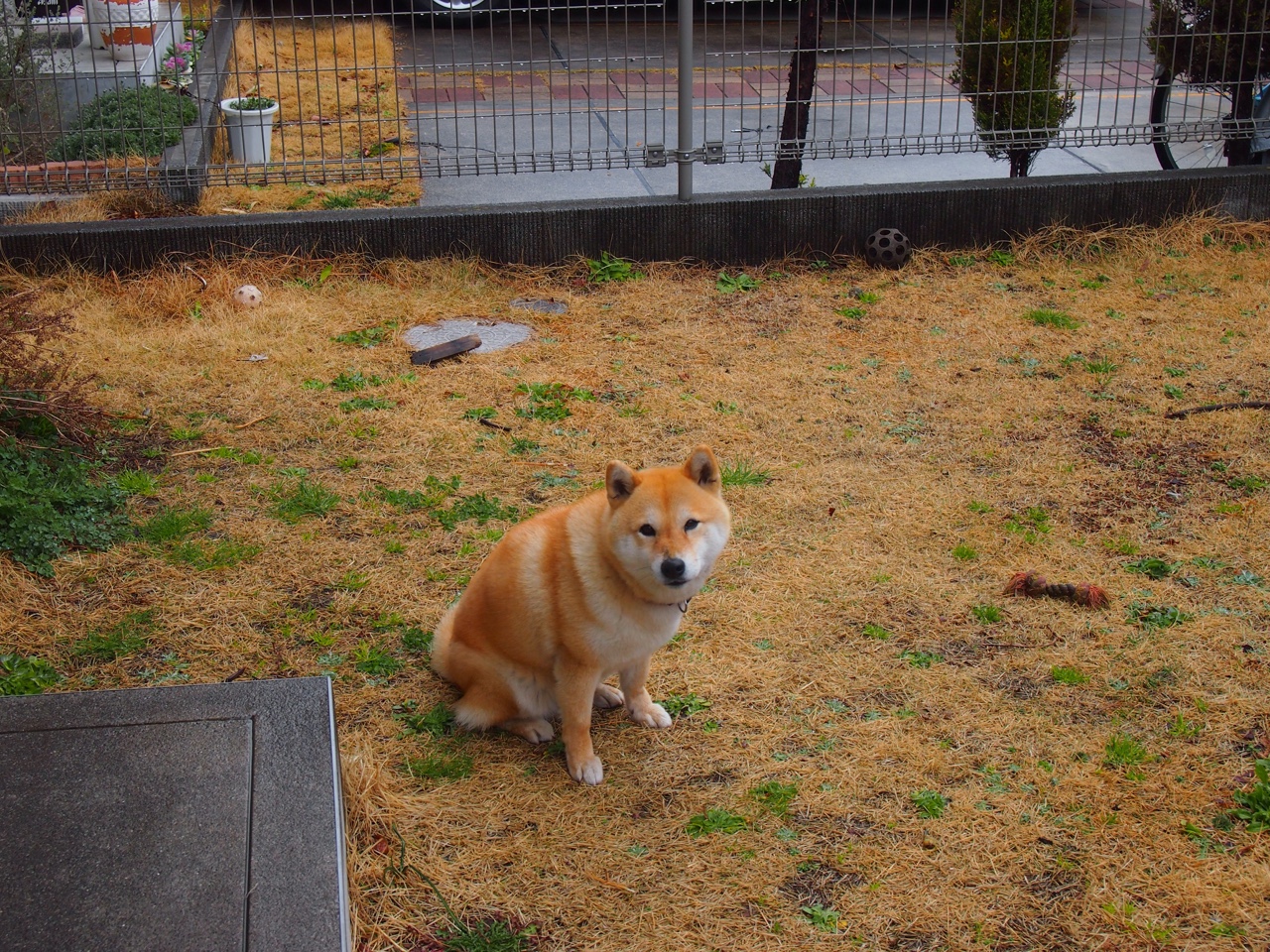 双城记，当摩纳哥遇见波兰，哈兰德化身雷神降世