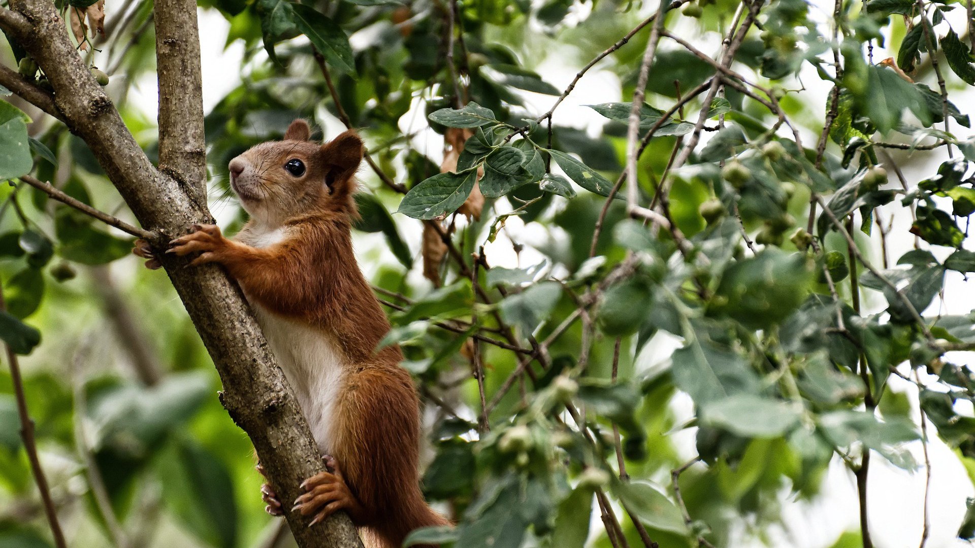 绿茵闪电,阿尔瓦雷斯三记重拳,英格兰冷雨夜带走哥伦比亚
