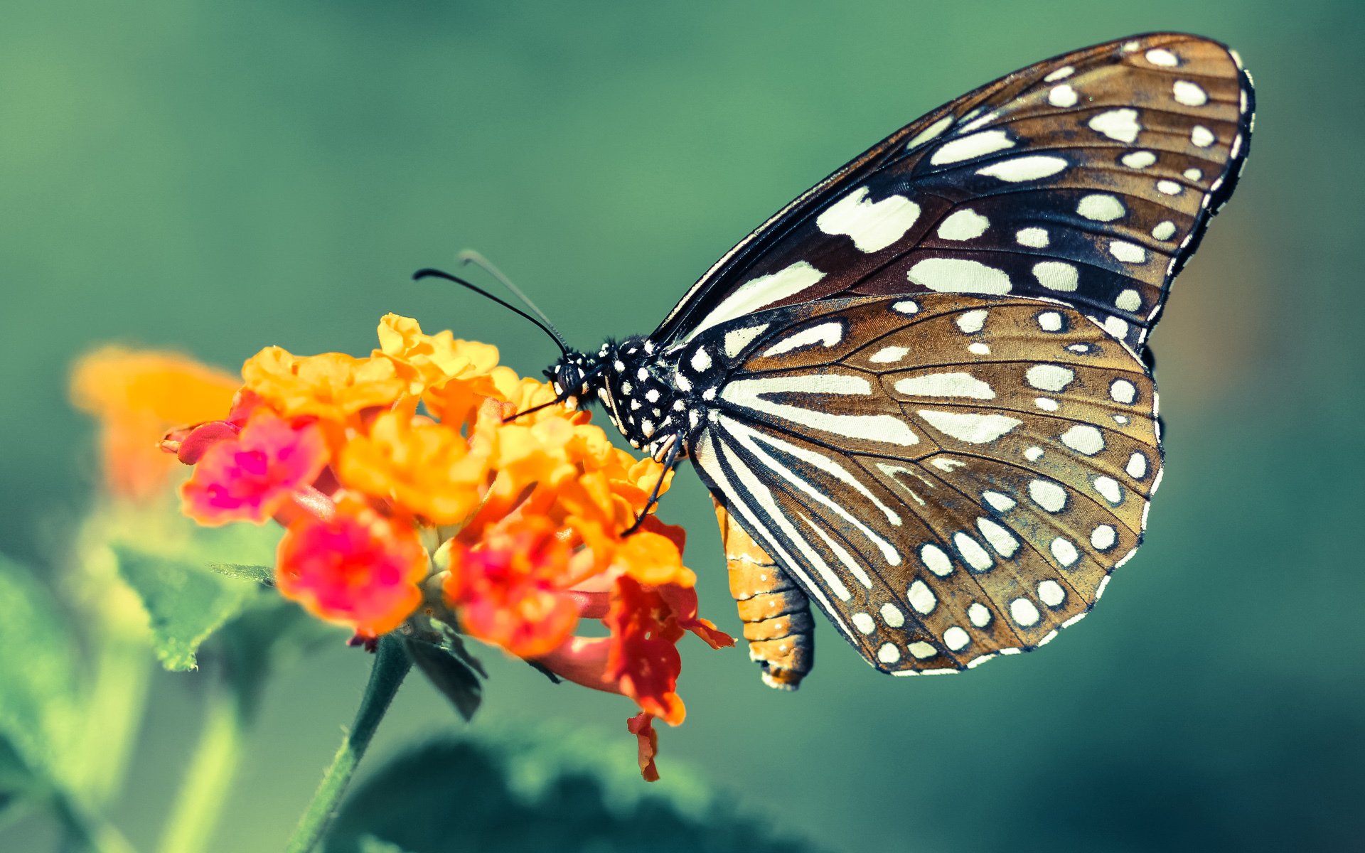 隔空交响，当北京队争冠战遇见东契奇的欧冠半决赛—篮球宇宙的奇妙共鸣