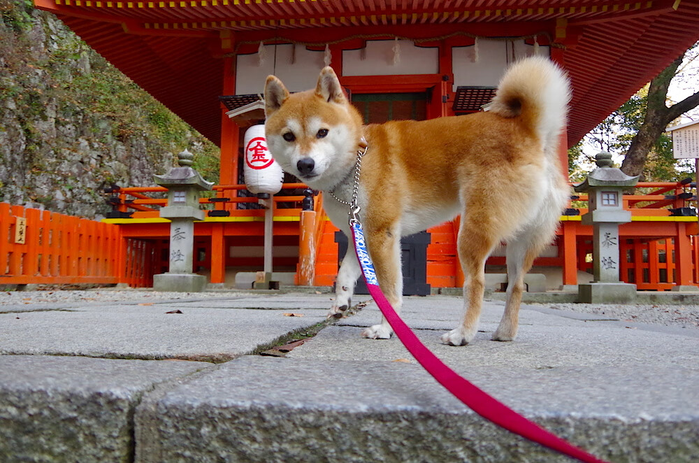 莱奥犹如涡轮增压，一柄锋利矛头，刺穿爱尔兰的绿色防线
