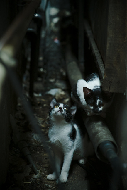 开云sport-跨越时空的绝杀共鸣，当NBA季后赛遇见勒沃库森奇迹