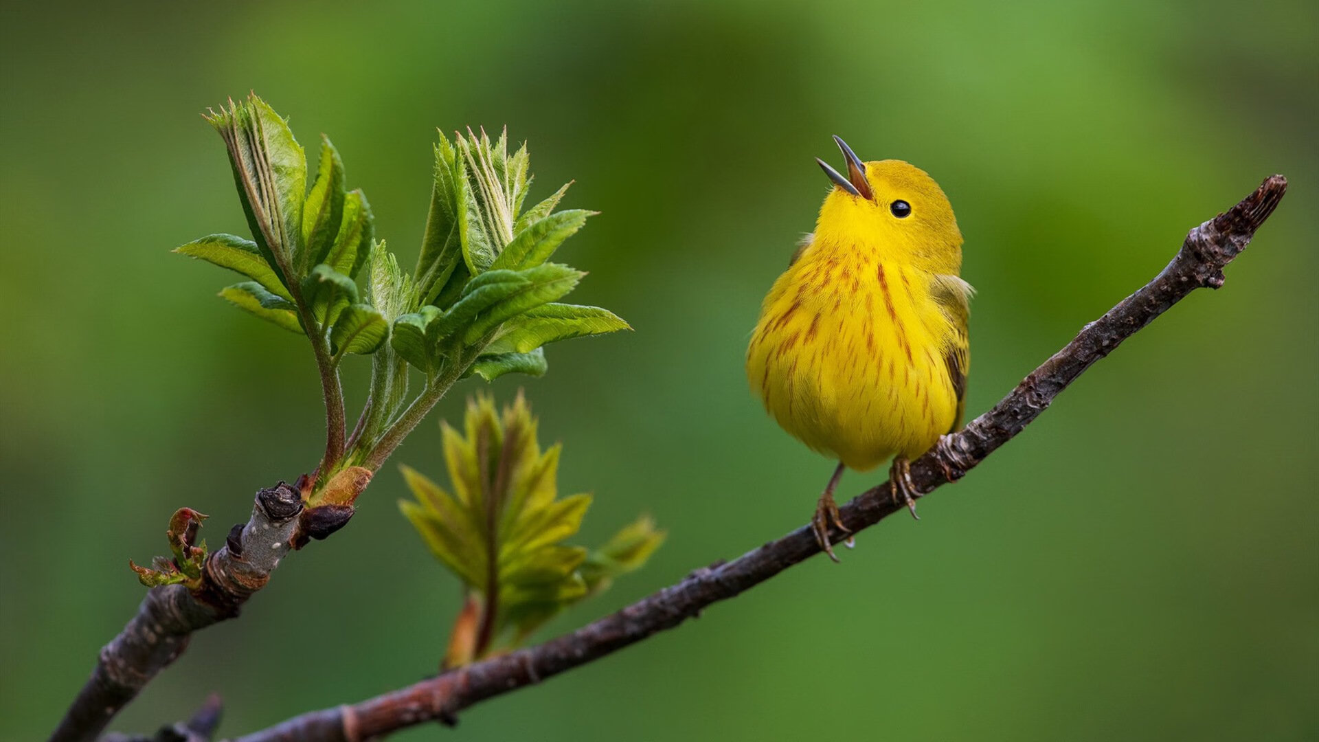 43年奇谋铁桶阵擒虎!奇才抢七焦点战用防守爆冷锁死辽宁