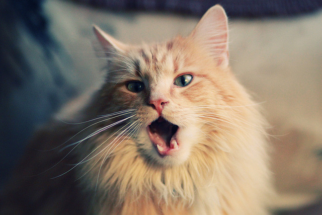 绝境狂飙!马里末节上演翻盘好戏,萨内化身非洲篮球关键先生