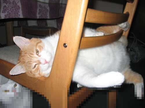 教科书级攻防统治！小贾伦砍31+12送5记火锅 森林狼大胜活塞