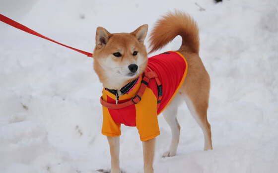 莫兰特稳如磐石持续输出，开拓者末节发力逆转步行者